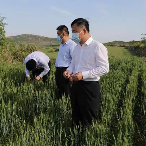 多措并举，扎实推进小麦“一喷三防”和条锈病监测防控工作