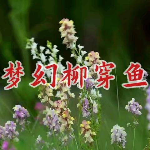 梦幻柳穿鱼
