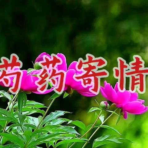 芍药寄情