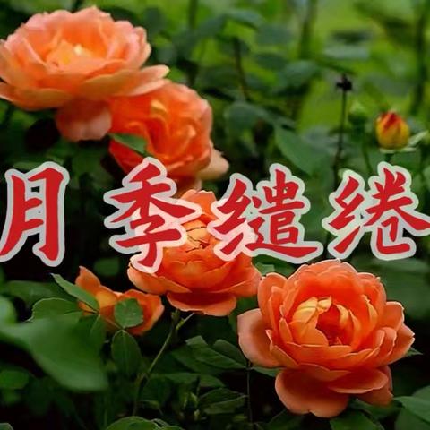 月季缱绻