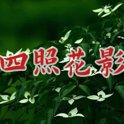 四照花影