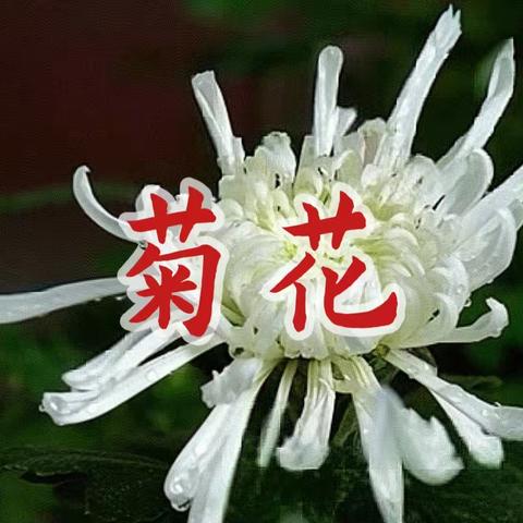 菊花