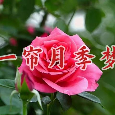 一帘月季梦