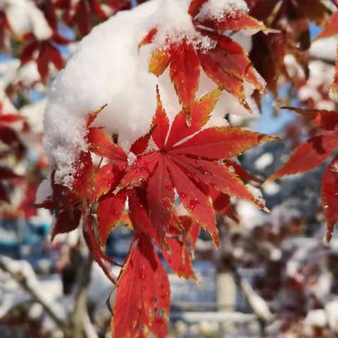 冬雪秋韵看省城