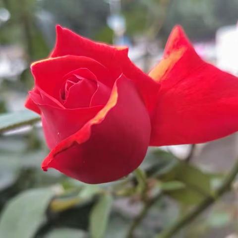 情窦初开之少女之心