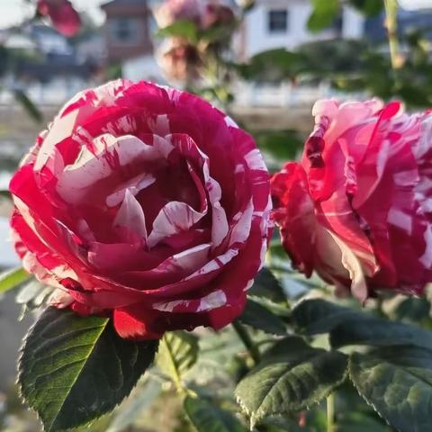 视觉的冲击，美的享受。（群花斗艳）