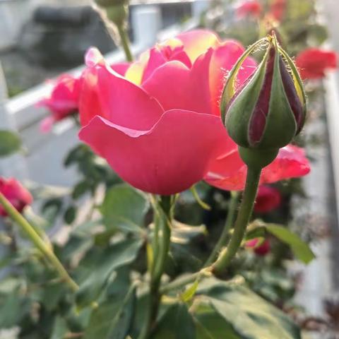 春之恋～记录月季之美