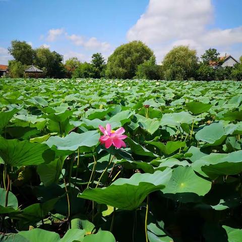 寻找夏荷！🌸