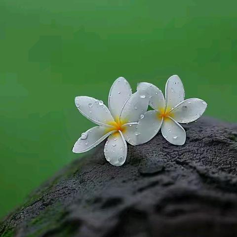 张驰有度 相得益彰--花洲高中下沉纪实