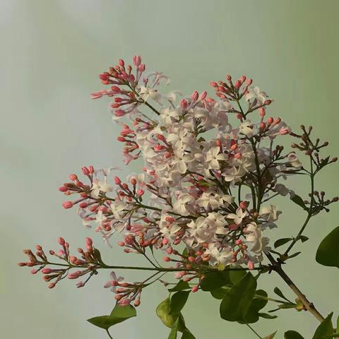 丁香花儿开