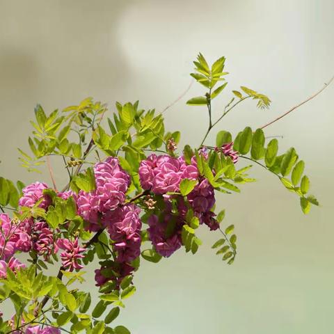 红花刺槐