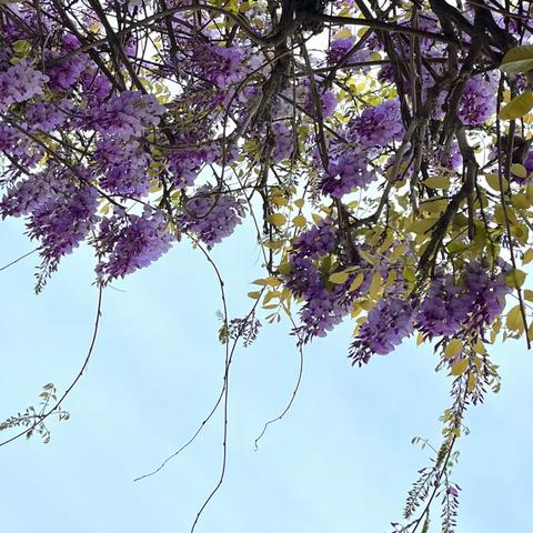 紫藤花艳最可人