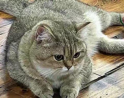 小金们与阿黑
