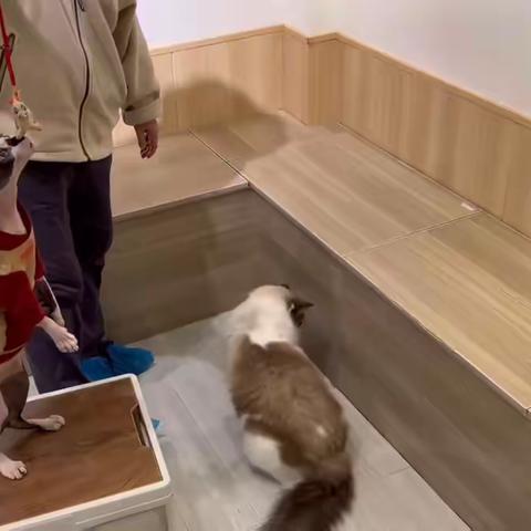 哈 我又找到新朋友啦（下）