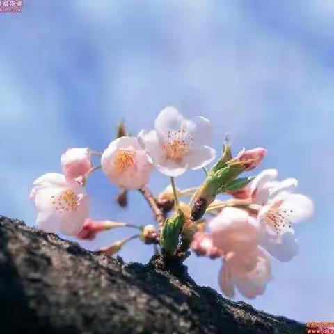 “疫”过天晴，繁花与共——特殊的寒假侧记