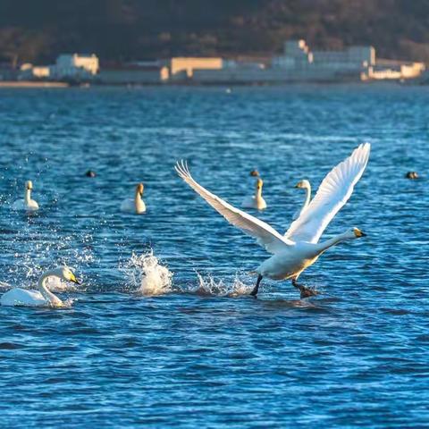 自由呼吸，自由飞翔--荣成大天鹅作品欣赏（薛为原创作品）