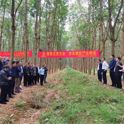 海胶集团龙江分公司召开橡胶冬春管现场会