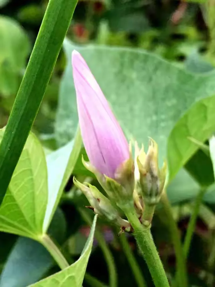 红薯开花