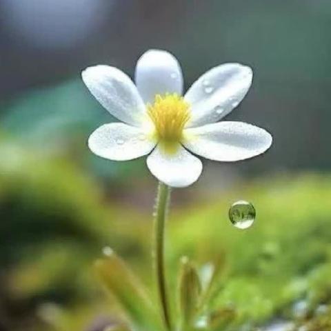 《天净沙·文情》