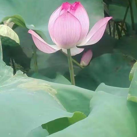 弥漫了整个夏天的荷香——夏荷