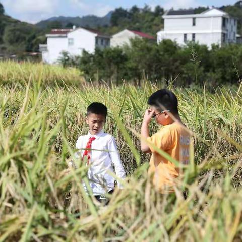 割稻行动之休息与抓虫子篇