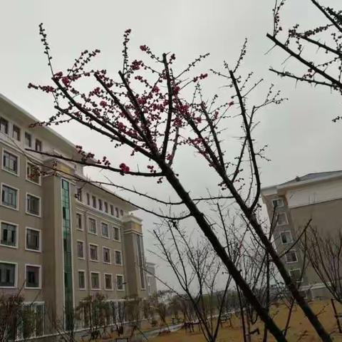 寒梅绽放，智慧花开—记高一英语组第21周教研活动