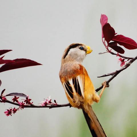 震旦鸦雀，拍摄于永定河畔。