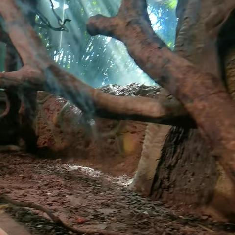 广州长隆野生动物园C