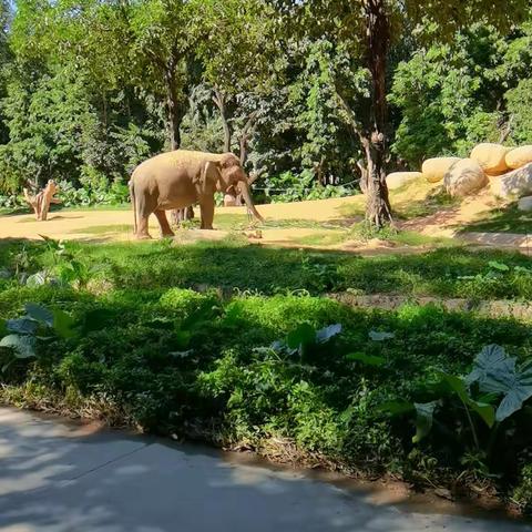 广州长隆动物园A