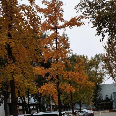 忙里偷闲 倾听二中秋的声音