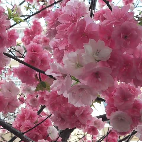又是樱花烂漫时