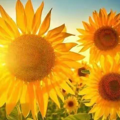 扬帆远航，不负韶华——第二协作区音乐教师团结协作，共同成长