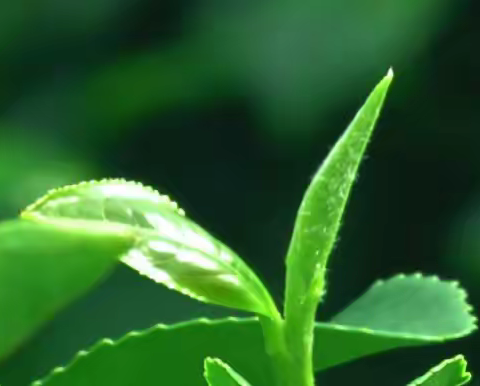 点燃绿色梦想，共“植”美好希望——东金小学植树主题活动