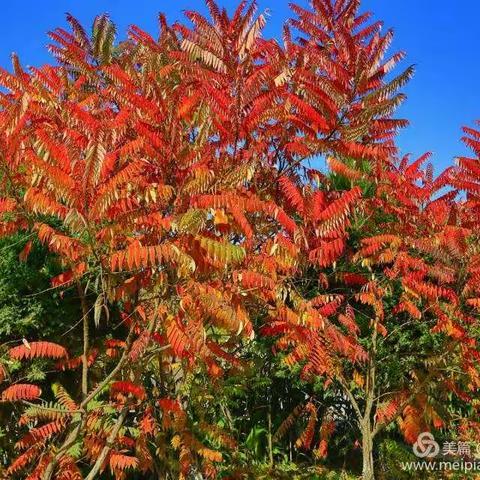 以英语诵读为契机    促学生学习积极性    则克台镇中心小学举办英语朗读比赛