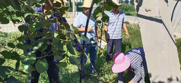 猕猴桃嫁接树苗技术视频