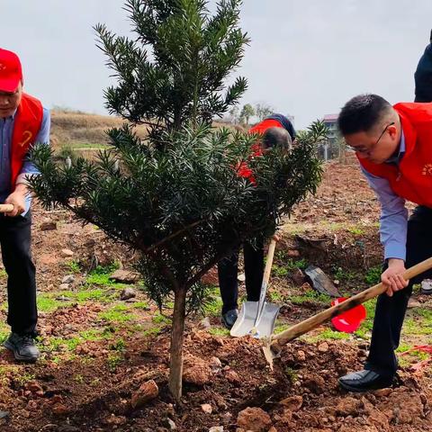 【植绿色理想   树“清雅”校园】溆浦县教育局与溆浦县雅堂芙蓉学校联合开展植树节主题党日活动