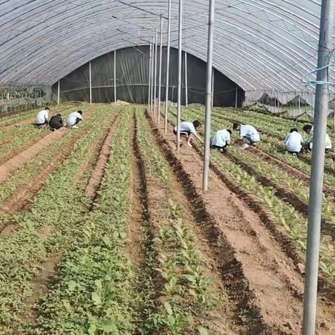 潍坊市寒亭区实验中学七年级一班户外农田实践开始啦！