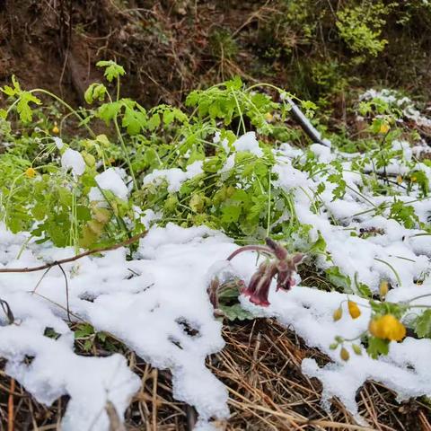 四月飞雪