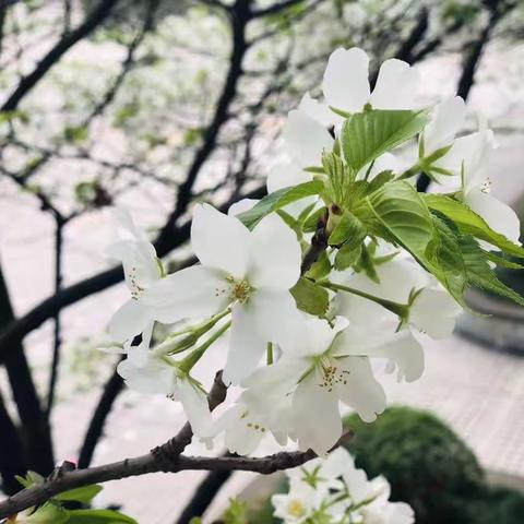 幸福18班·在一中走花路🌸