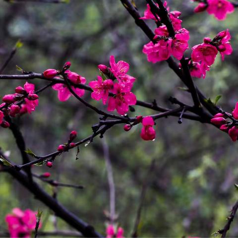 春雨赏花