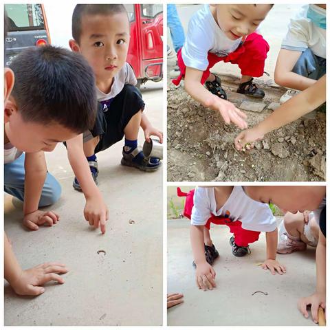 遇见，泥土中的精灵                                        ——北城街道中心幼儿园小一班