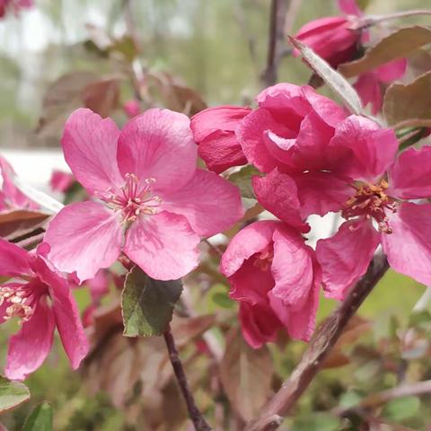 校园花语——春到铁路学校