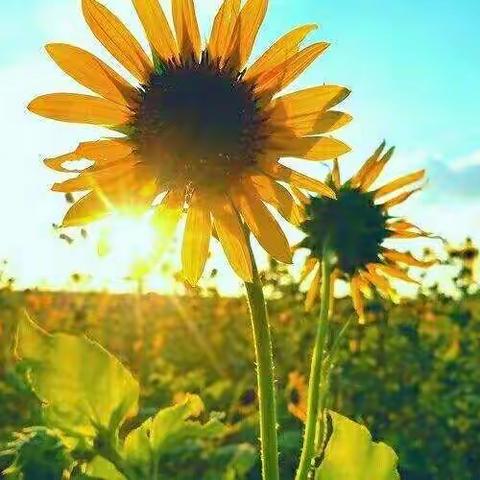 守护花蕾，呵护成长——淮洲完小女生生理健康暨防性侵知识讲座