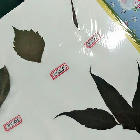 四（4）班 我们可以很文学，也可以很个性