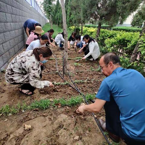 乌海市特殊教育学校园艺组实践活动——种植及养护