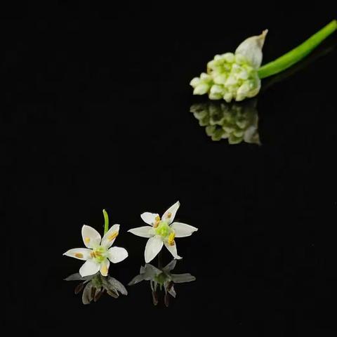 韭菜花虽小，也要绽放美丽