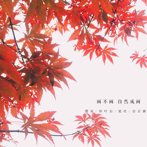 秋冬之交—彩色树叶🍂