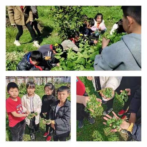 “劳动点燃激情，体验助力成长”——芦溪镇东渡小学劳动教育课《制作艾粑粑》