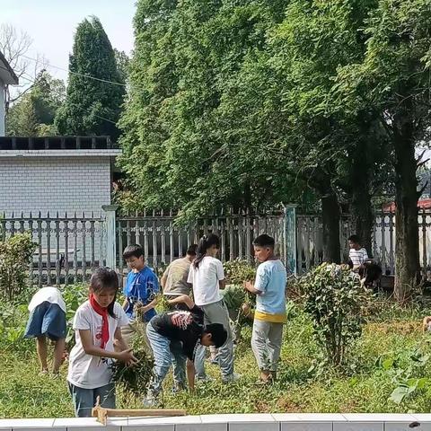拔草护绿，劳动最光荣——东渡小学劳动教育纪实