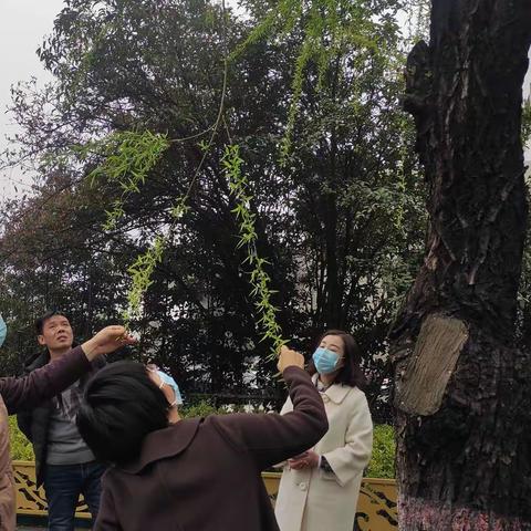 又到杨柳飞絮时 园林中心积极开展杨柳飞絮治理工作